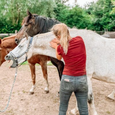 original pferde-osteopathie-theraphie-physio-bartsch-steffi