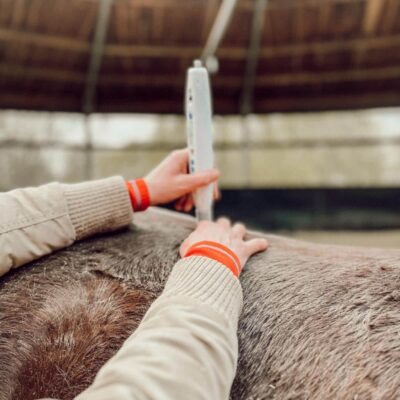 pferde-osteopathie-laser-akkupunktur-physio-tier-bartsch