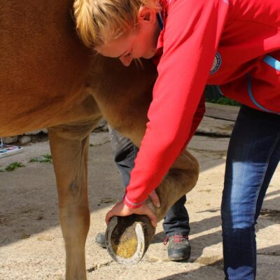 pferde-osteopathie-physio-tier-therapie-bartsch