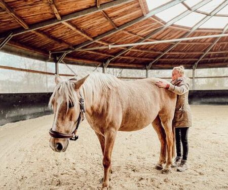 Buche jetzt deine osteopathische Behandlung für dein Pferd in Kassel mit Steffi Bartsch