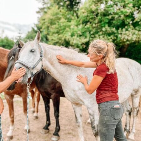 Osteopathie für Pferde im Raum Kassel Steffi Bartsch